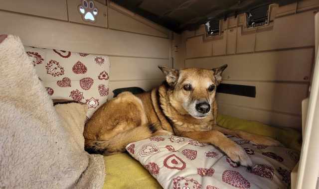 Modugno, la storia di Wally: quel "cane di quartiere" adottato dai residenti 17 anni fa